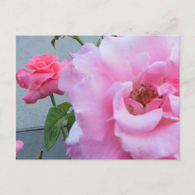 2 Rose Postkarte (Vorderseite)