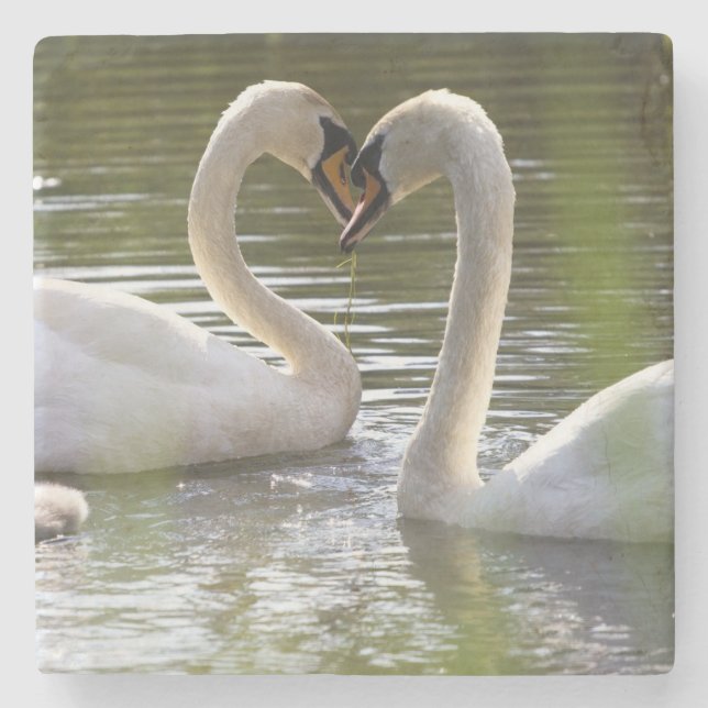 2 Schwäne im Wasser Steinuntersetzer (Vorderseite)