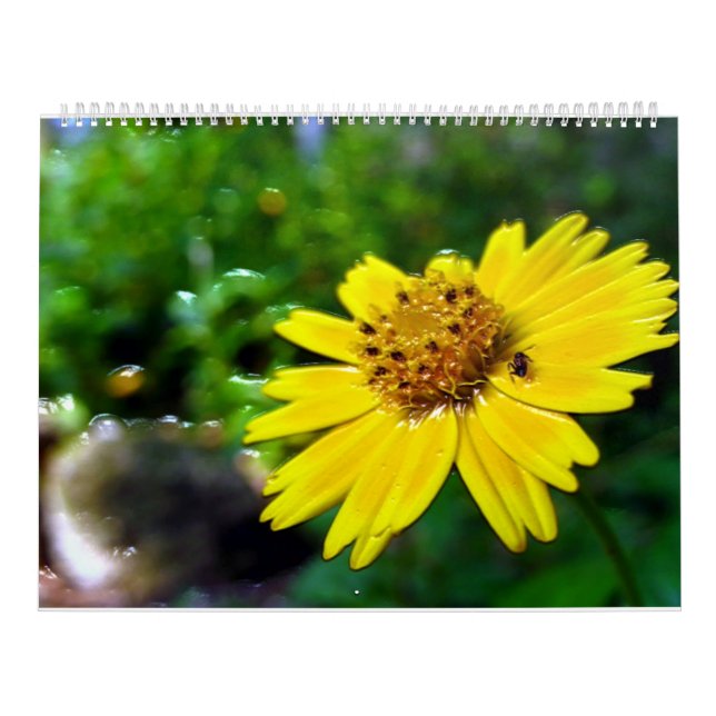 2 Seite, großer weißer Kalender (Titelbild)