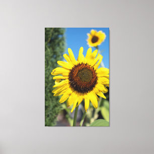 2 Sonnenblumen Leinwanddruck