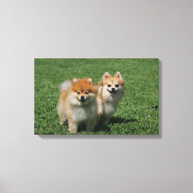 2 Spitz Kamera Leinwanddruck (Vorderseite)