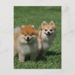 2 Spitz Kamera Postkarte