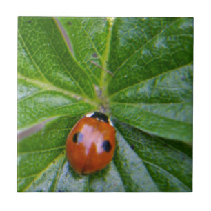 2-Spot-Ladybug 3 Fliese