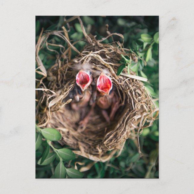 2 Spring Baby Birds in Nest, Wildlife Fotografy Postkarte (Vorderseite)
