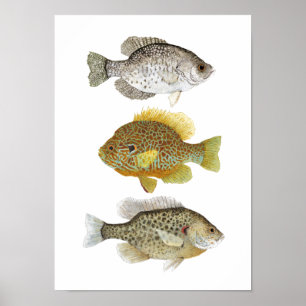 2 Sunfish & Crappie Art Poster