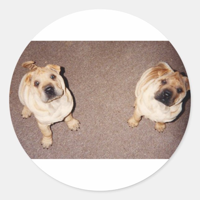 2 tan Shar-Pei_puppies.png Runder Aufkleber (Vorderseite)