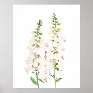 2 weiße Fingerhutblüten blühen Tinte und Aquarell Poster