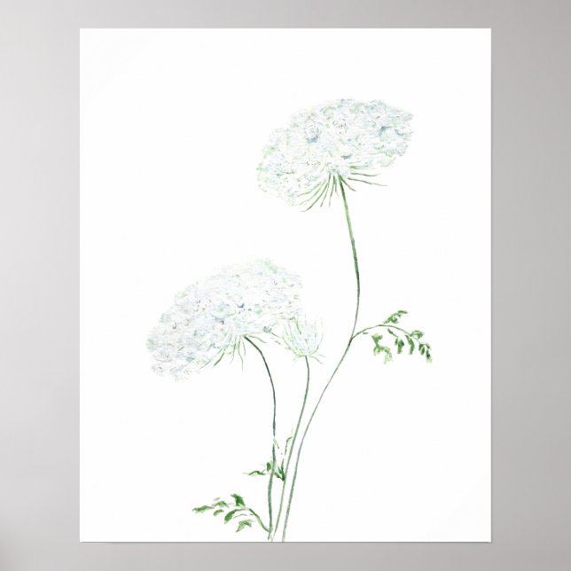 2 weiße Queen Ann Lace Aquarellmalerei Poster (Vorne)