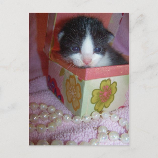2 Wochen Kätzchen Postkarte (Vorderseite)