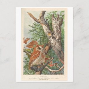 2 wütende Vintage-Eulen in einem Baum Postkarte