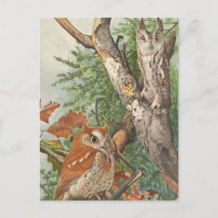 2 wütende Vintage-Eulen in einem Baum Postkarte
