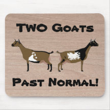 2 Ziegen Vergangenheit normal! - nigerianische Zwe