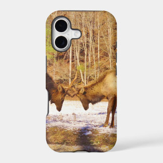 2~ zwei Bull Elk im Schnee