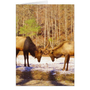 2~ zwei Bull Elk im Schnee