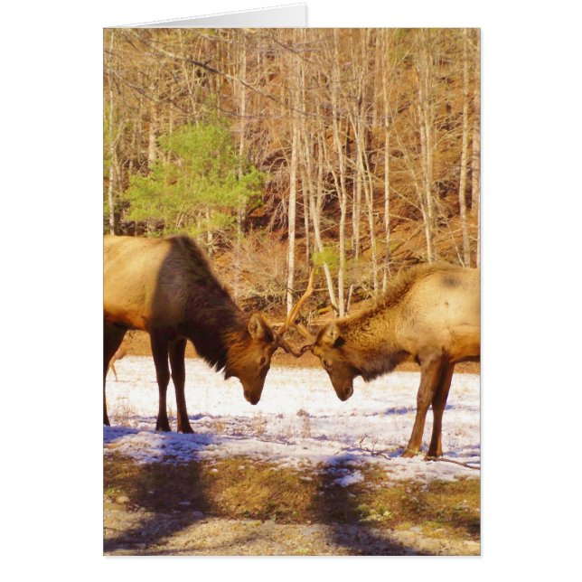 2~ zwei Bull Elk im Schnee (Vorne)