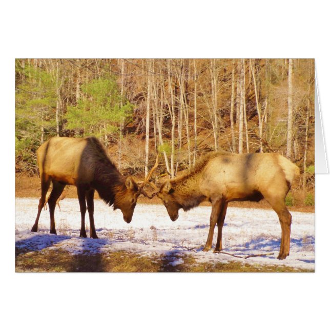 2~ zwei Bull Elk im Schnee (Vorderseite (Horizontal))