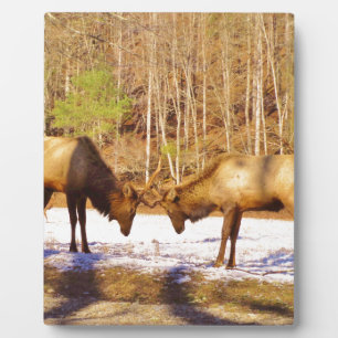 2~ zwei Bull Elk im Schnee Fotoplatte