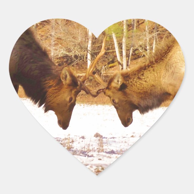 2~ zwei Bull Elk im Schnee Herz-Aufkleber (Vorderseite)
