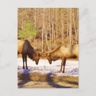 2~ zwei Bull Elk im Schnee Postkarte