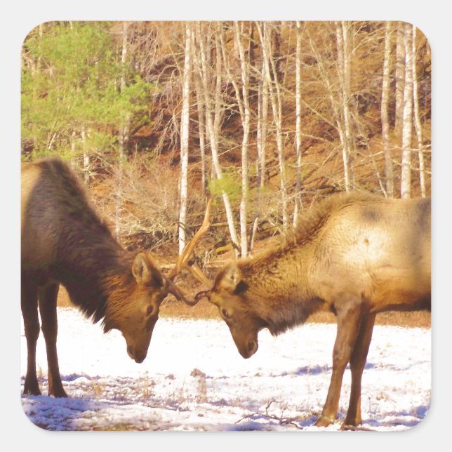 2~ zwei Bull Elk im Schnee Quadratischer Aufkleber (Vorderseite)