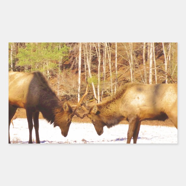2~ zwei Bull Elk im Schnee Rechteckiger Aufkleber (Vorderseite)
