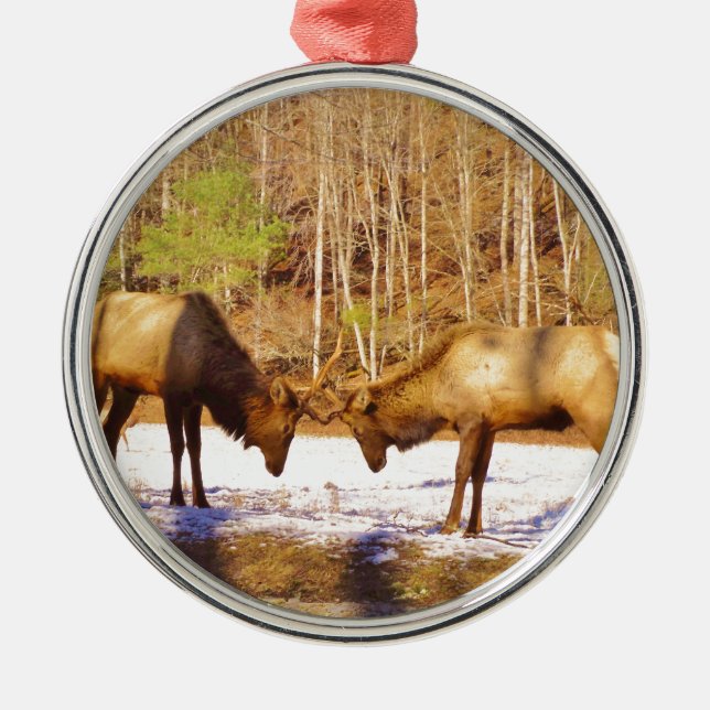 2~ zwei Bull Elk im Schnee Silbernes Ornament (Vorne)
