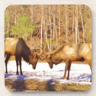 2~ zwei Bull Elk im Schnee Untersetzer