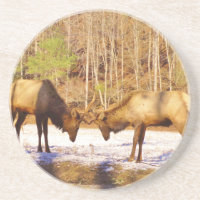 2~ zwei Bull Elk im Schnee
