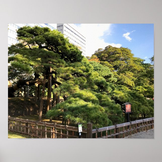 300 Jahre alte Pinienbäume Poster (Vorne)