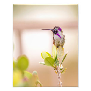 3037-Hummingbird auf einem Sockel Fotodruck
