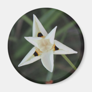 30. April Blume Magnet