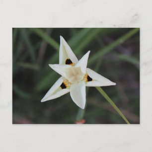 30. April Garden Blume Postkarte