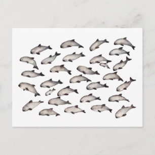 30 Vaquita porpoise dolphin Postkarte