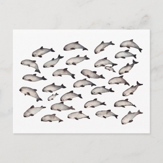 30 Vaquita porpoise dolphin Postkarte (Vorderseite)