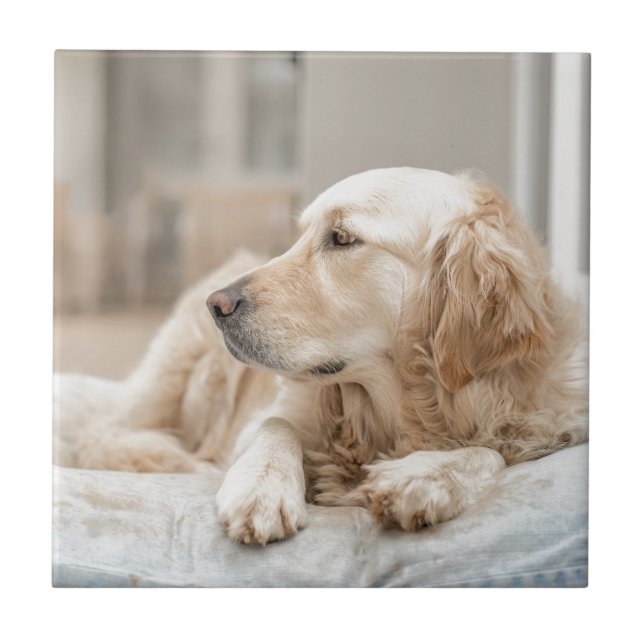 34137641_xxl fliese (Vorderseite)