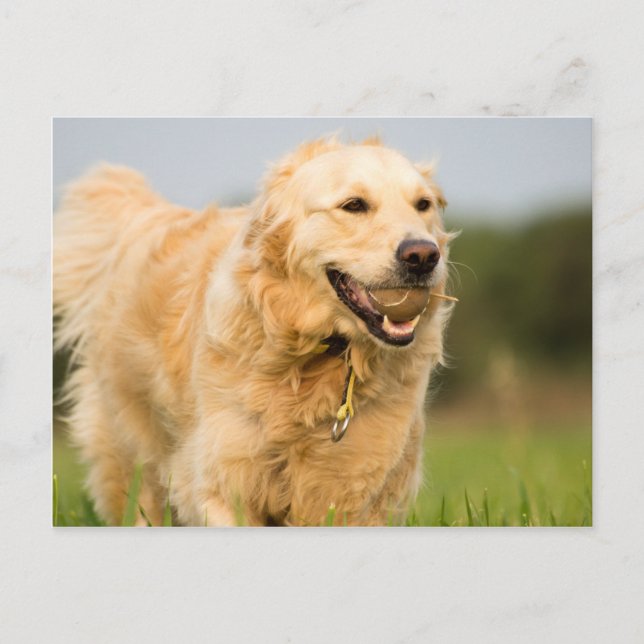 34520685_xxl postkarte (Vorderseite)