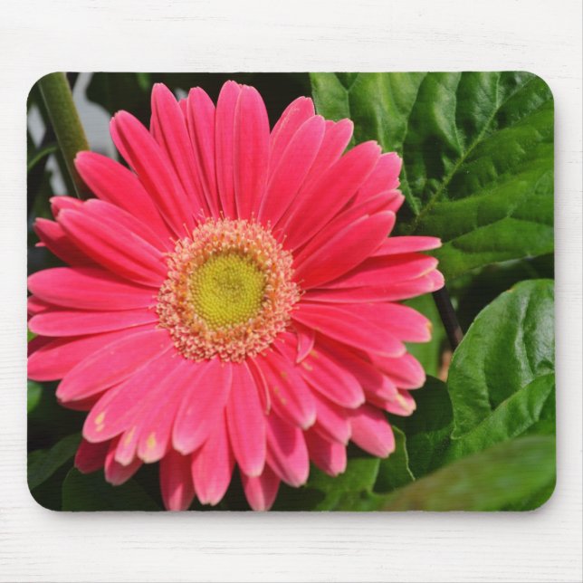 365Blume Gerbera Daisies Mousepad (Vorne)