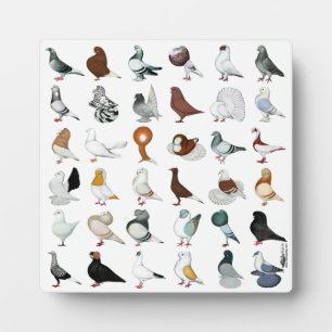 36 Pigeon Breeds Fotoplatte