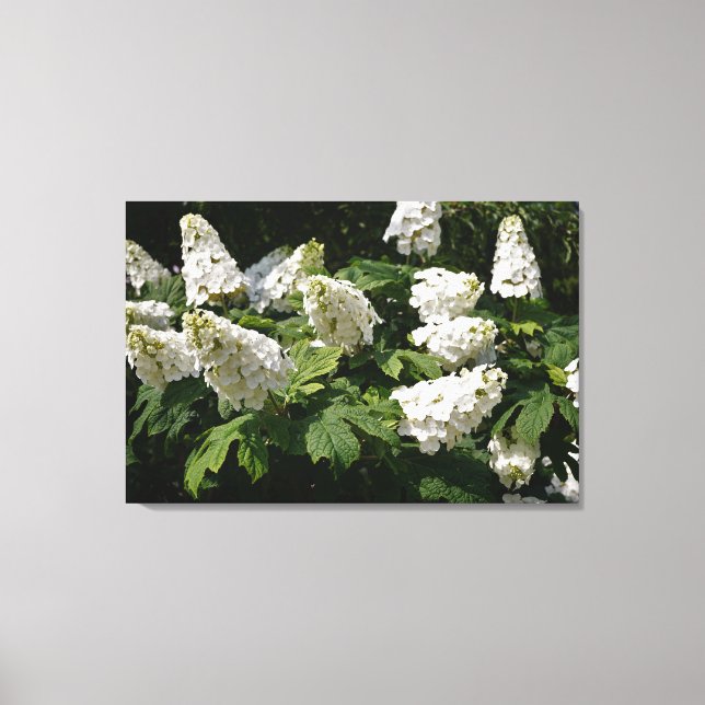 36"x24" Oakleaf Hydrangea Leinwanddruck (Vorderseite)