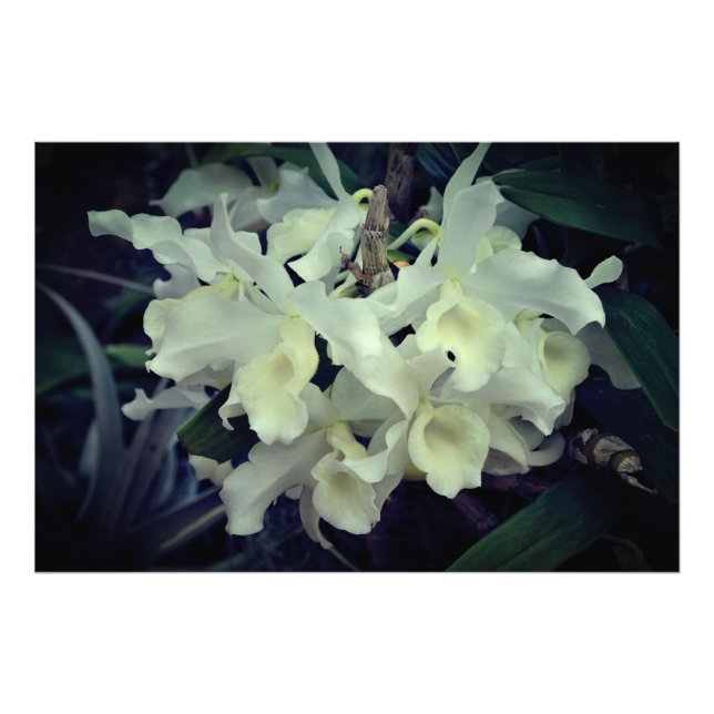 36"x24" Orchideen Fotodruck (Vorne)