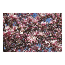 36"x24" Pink Magnolia Fotodruck