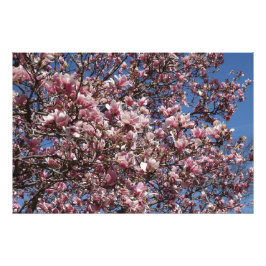36"x24" Pink Magnolia Fotodruck