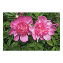 36"x24" Rosa Peonies