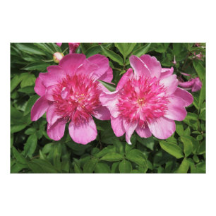 36"x24" Rosa Peonies Fotodruck