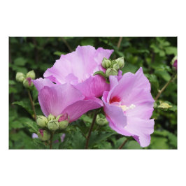 36"x24" Rosen von Sharon Fotodruck