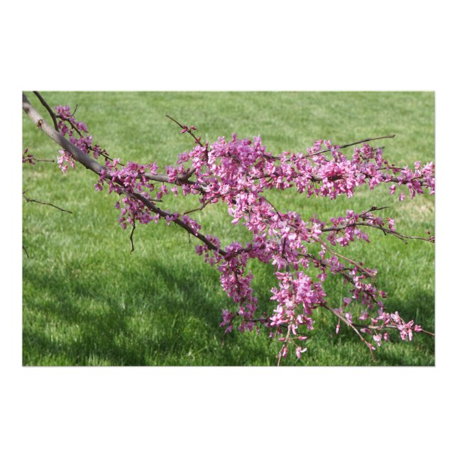 36"x24" Rotknospe Fotodruck (Vorne)
