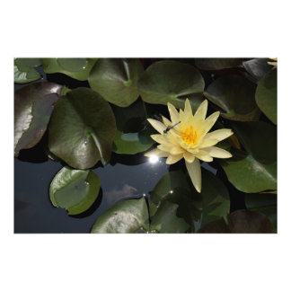 36"x24" Seerose Fotodruck