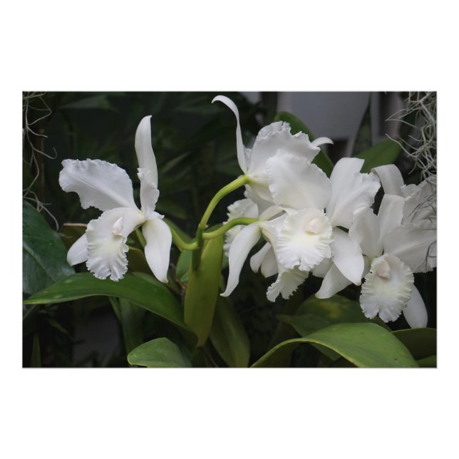 36"x24" Weiße Orchideen Fotodruck (Vorne)