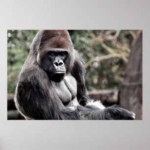 36 X 24 GORILLA PREMIUM LEINWAND GLOSS POSTER