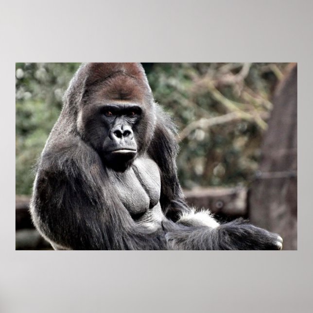 36 X 24 GORILLA PREMIUM LEINWAND GLOSS POSTER (Vorne)